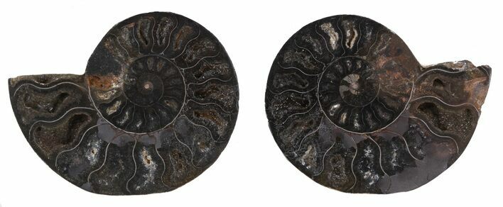 Cut & Polished Black Ammonite - Unusual Coloration #55571